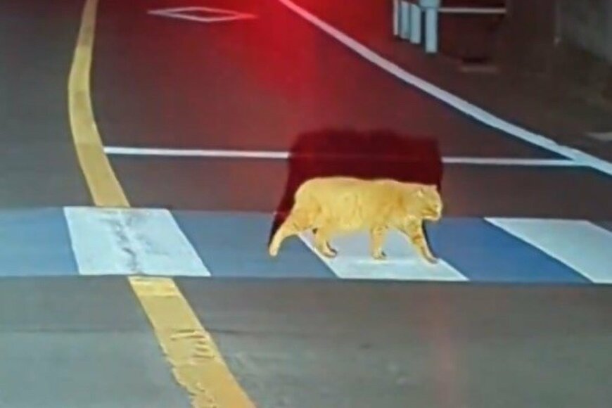 夜の横断歩道で遭遇した猫　思わず目を疑う「奇妙な動き」が話題に…