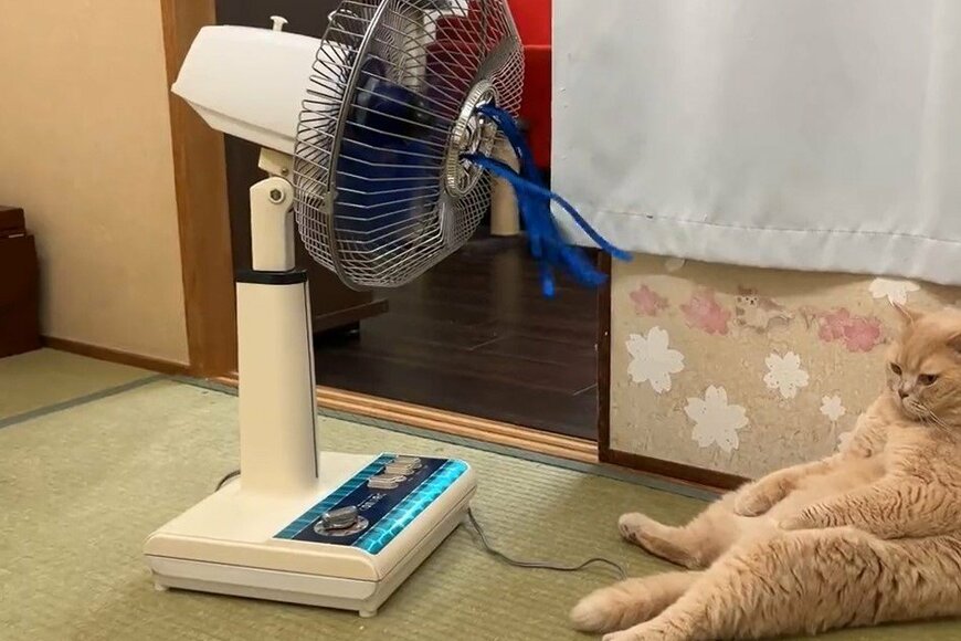 【2万9000バズ】扇風機で涼む猫…昭和感に癒される人続出