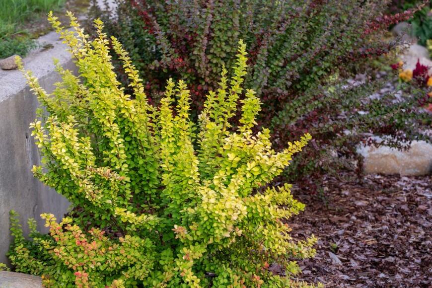 赤と黄色のメギ