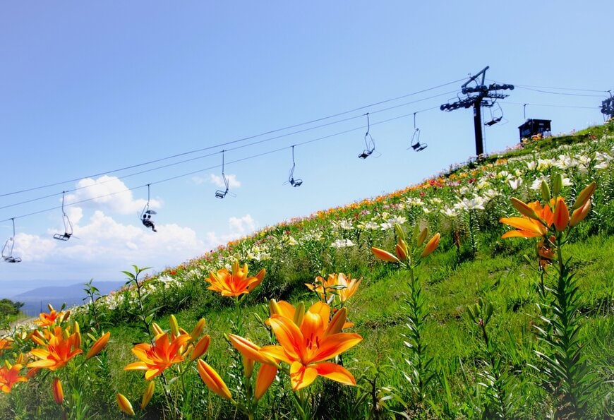 びわこ箱根山のゆり園