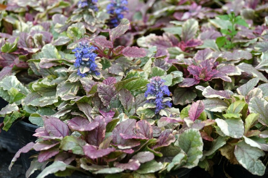 アジュガの花が咲いている。葉はブロンズリーフ。