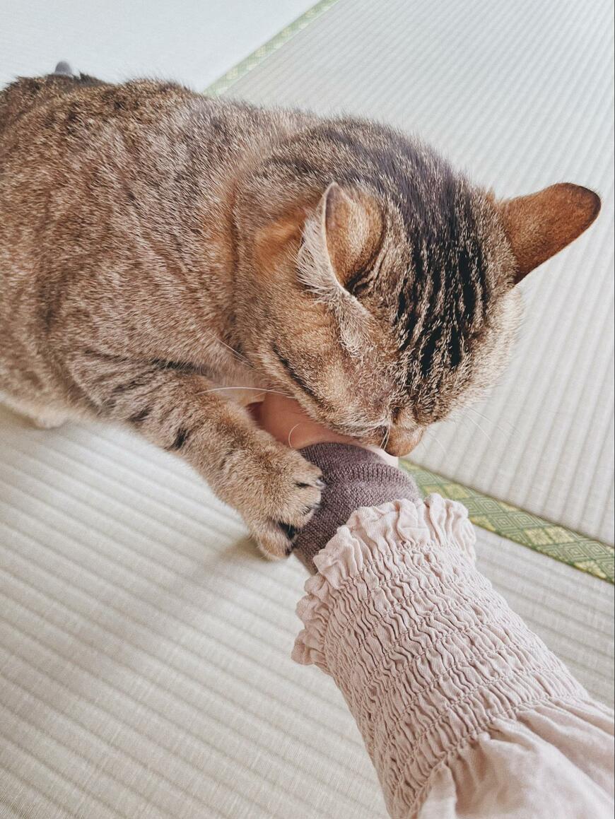 飼い主さんと猫