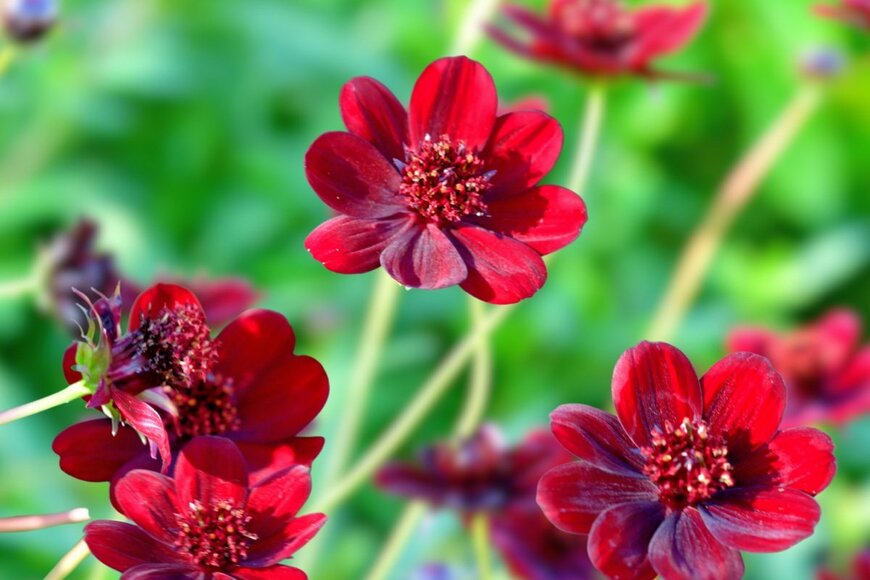 赤みを帯びた茶色の花が咲いているチョコレートコスモス