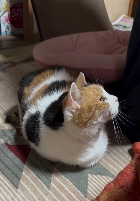 香箱座りをする猫ちゃん