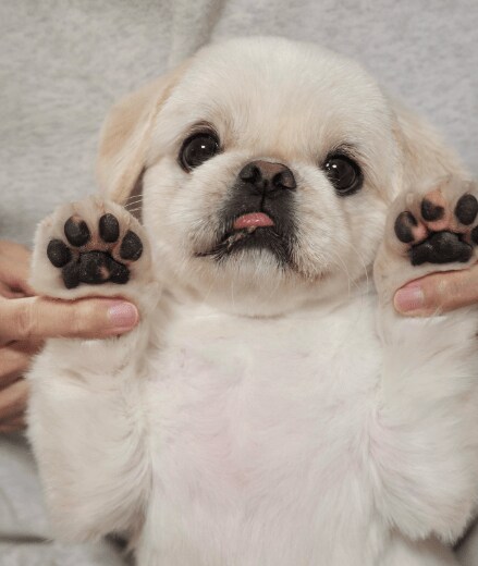 爪切り頑張った犬