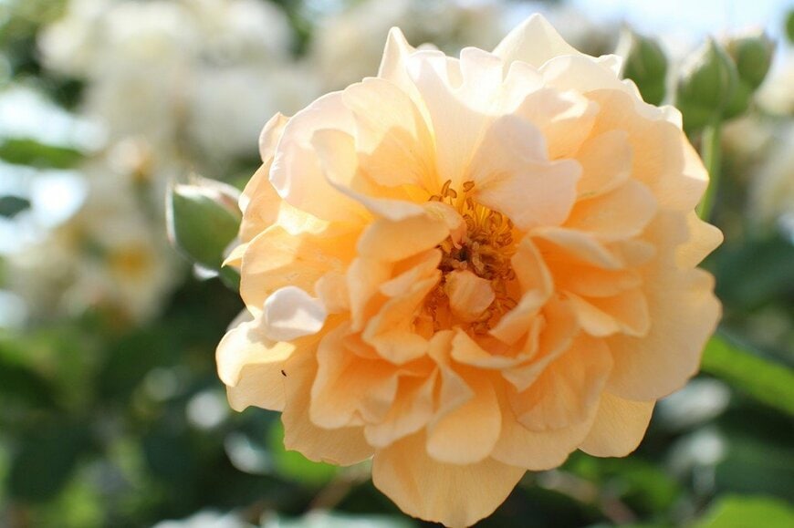 アプリコットイエローの花を咲かせている、バフ・ビューティ