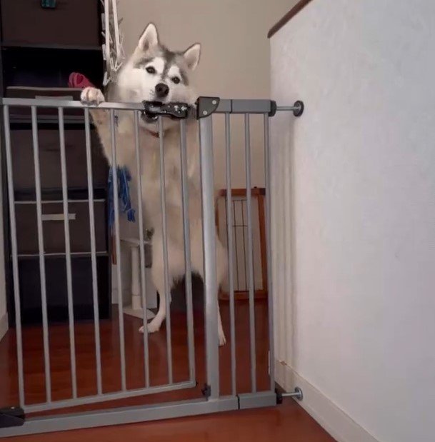 ゲートの前のハスキー犬