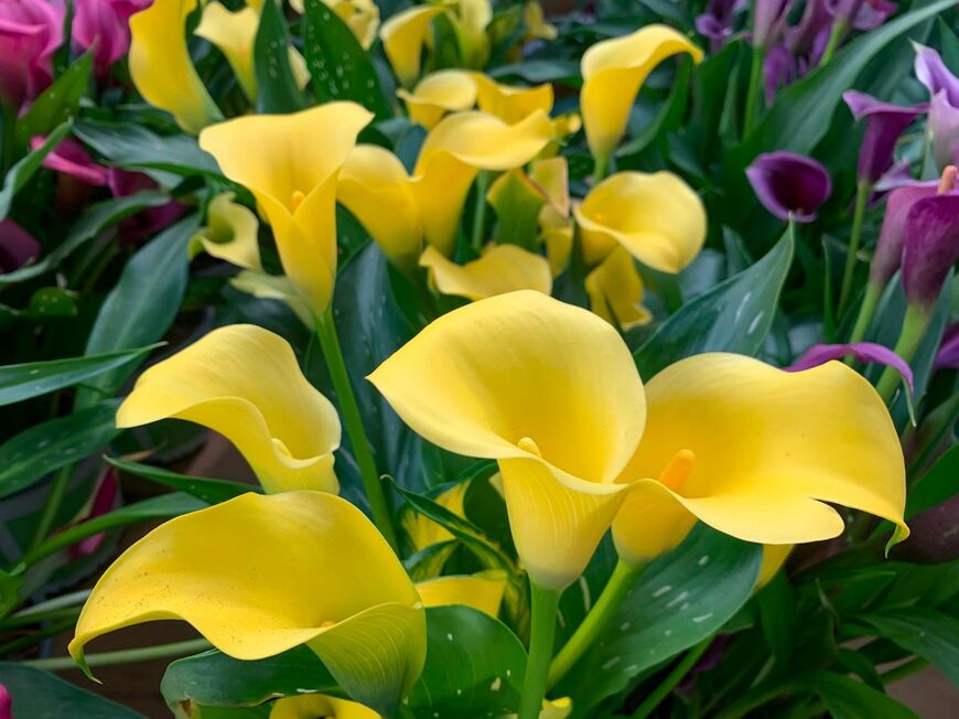 黄色い花をラッパ状に咲かせている、カラーの花々