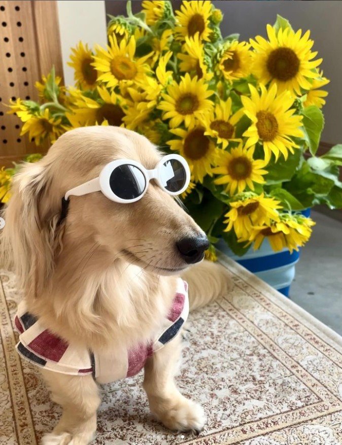 サングラスをかけた犬