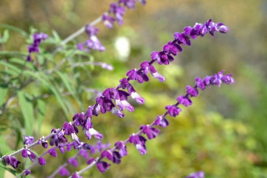 紫色の花を咲かせている、アメジストセージ