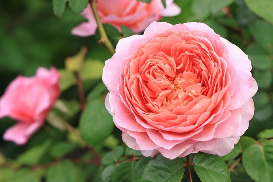 ピンクの花を咲かせている、アイス・フォーゲル