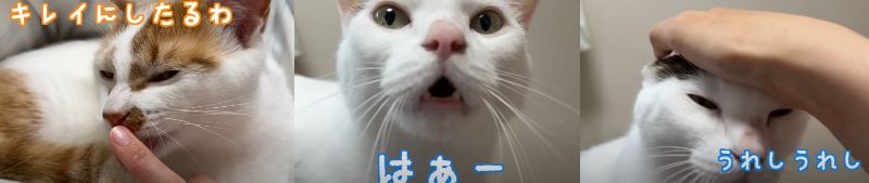 投稿動画のワンシーン