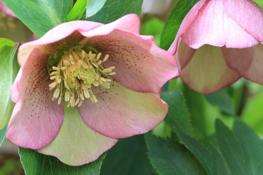 淡いピンク色の花を咲かせている、クリスマスローズ