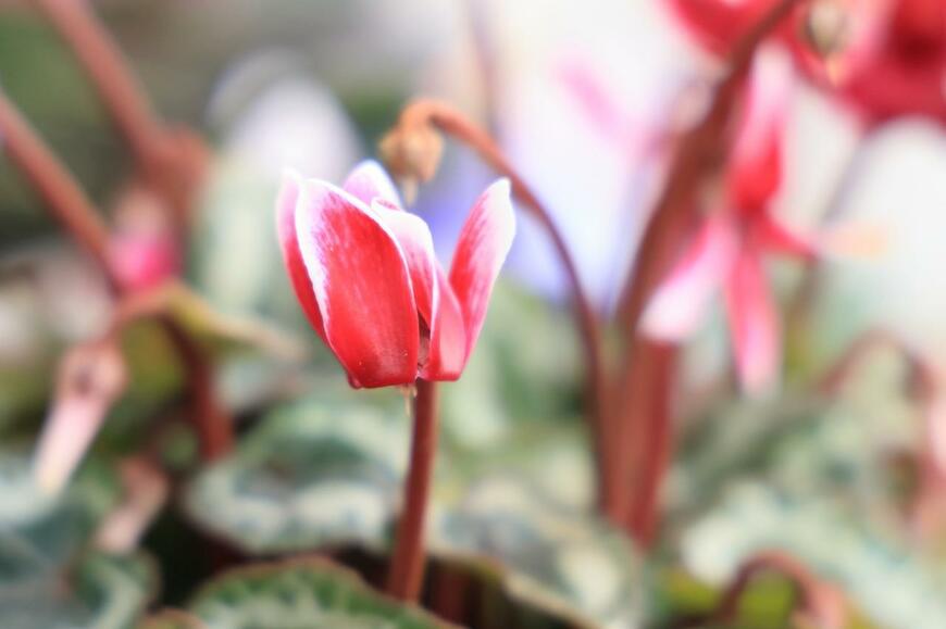 シクラメンの赤い花