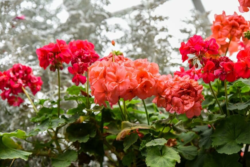 赤いゼラニウムの花々