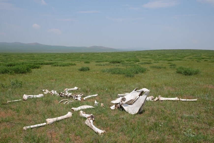 モンゴルの草原にあった牛と思われる骨