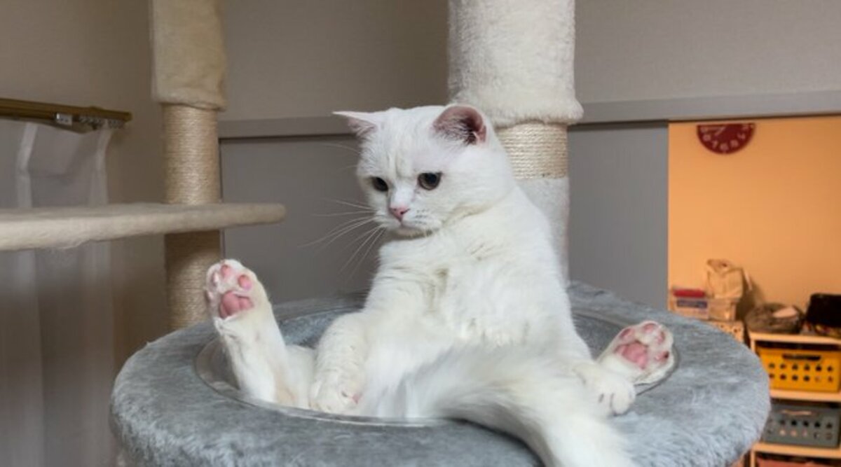 全国どこでも送料無料！ 1.4万いいね】ぷにぷに「肉球」の猫ちゃんがキャットタワーの上 チャーム
