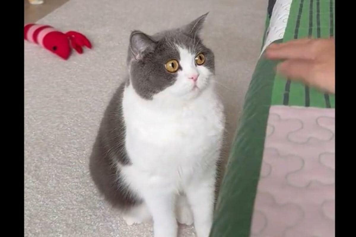 飼い主さんの手に驚いた猫ちゃん、逃げ方が人間すぎて見入って
