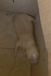 路上でたった1匹でいた「母犬がいない生まれて間もない子犬」を保護 安全な場所で新たな母犬に託されることに