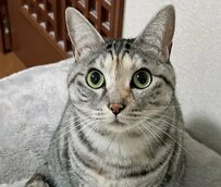  「いろいろ丸くて、とてもかわいい」猫ちゃんに、SNSユーザー「かわいい」連発！