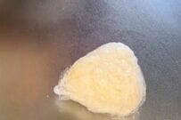 【寝坊した日に作るお弁当】味付きご飯で美味しさアップ　チーズと梅干しが入った「おにぎり弁当」がたまらない…