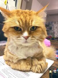 思わずキュン…真剣な瞳でこちらを見つめる猫ちゃんに「聞いてほしい」の声