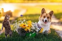 【最新】住民税非課税世帯対象！3万円給付が進行中。申請を忘れずに！非課税世帯に該当する要件も徹底解説