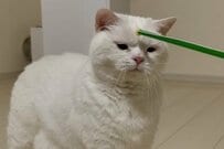 棒を使って猫をなでたら「意外な表情」に変化…　まさかの展開が話題に