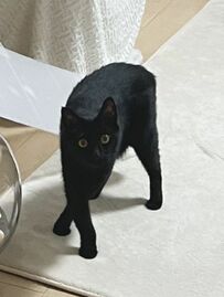 【脚どうなってんの？！】猫ちゃんの複雑に絡み合う脚が面白いと話題に