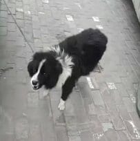 骨折した脚の傷が腐敗した「警戒心の強い犬」を保護 献身的な治療を受け、穏やかな表情を見せるまでに変化