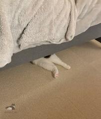 ベッド下から見えた「猫の肉球」その正体は……愛らしすぎる後ろ姿に悶絶の声