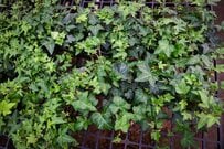 植えてはいけない！？生育旺盛＆繫殖力が強い《常緑グランドカバー植物》3選！管理が大変かも…