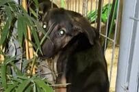 【動物レスキュー】過酷な環境で苦しんでいた犬を保護　1年後の「変化」に胸が熱くなる