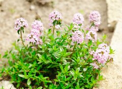 【狭い庭でも植えっぱなし】毎年花咲く「小さめ多年草」6選！日陰に強い植物やグランドカバーも
