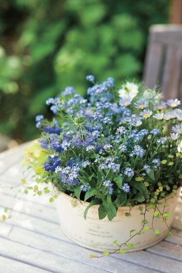寄せ植えが「なんだかまとまらない…」を卒業！プロが教える〈寄せ植え