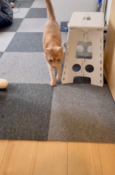 追いかけるティーグルくん