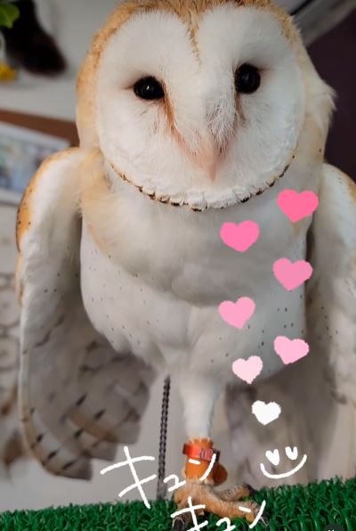 投稿動画のワンシーン