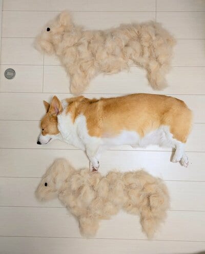 投稿の画像