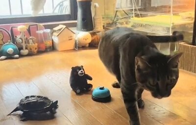 飼い主さんに助けを求める（？）小雪ちゃん