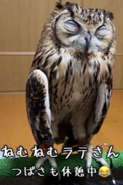 ウトウトするフクロウさん