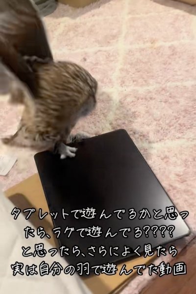 投稿動画のワンシーン