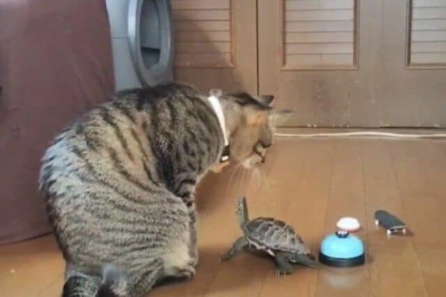 【カメが立った？】一緒に暮らす猫に構ってほしいカメ　「まさかの姿」に思わず二度見