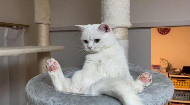 【1.4万いいね】ぷにぷに「肉球」の猫ちゃんがキャットタワーの上で見事な開脚！眩しくてうつむく姿に