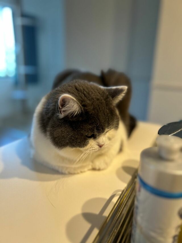 「ええー？また豚汁なのですか？」 料理監督が好きな猫→キッチンで見せたまさかの表情に大爆笑！