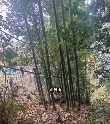 「子供達も先生方も大喜びですね」幼稚園の裏山の竹林が…　風が通り抜ける「明るい癒やしの空間」にスッキリ整備