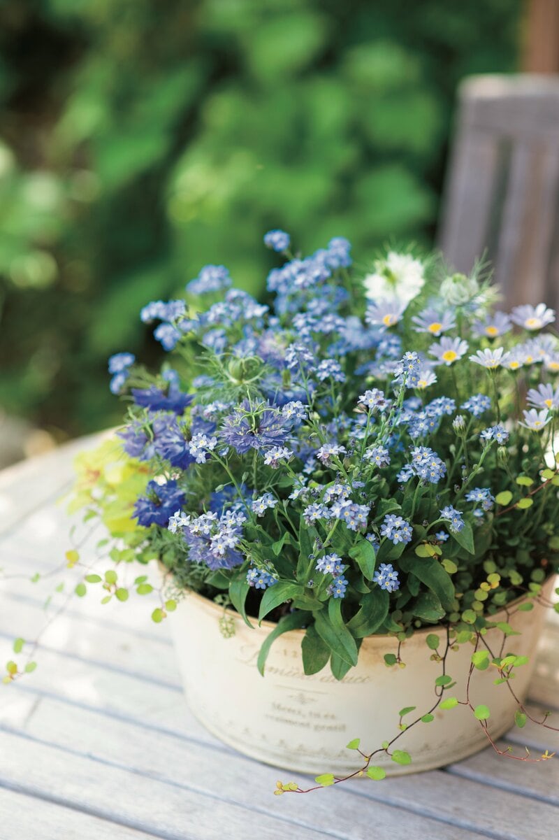 ブルーが主役!春の花の寄せ植えの写真