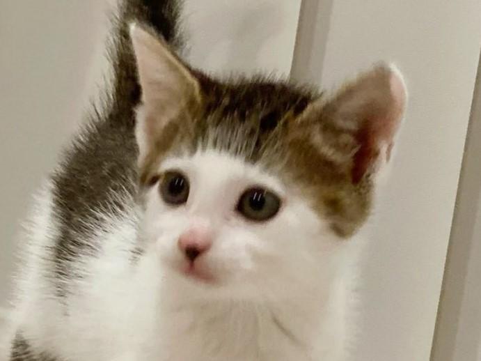 出所：@Saeroyi_cat