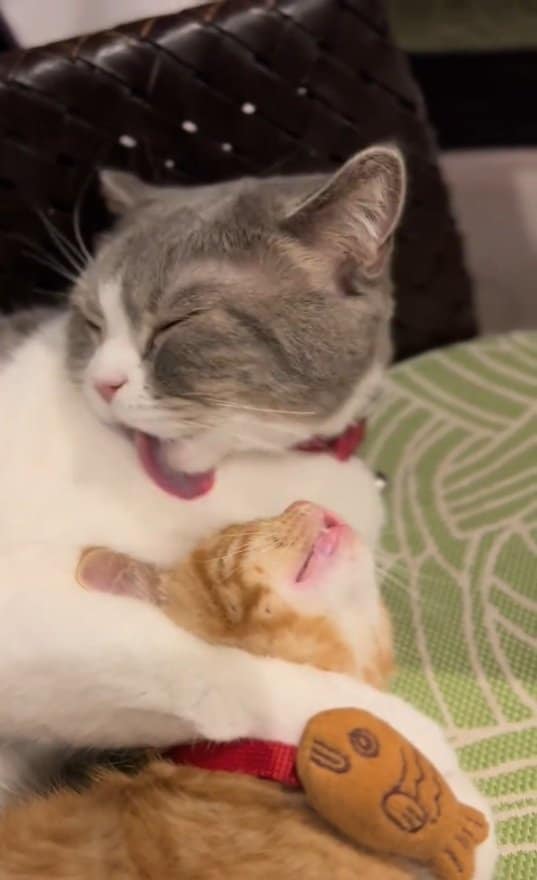 出所：＠mocchinokimochi