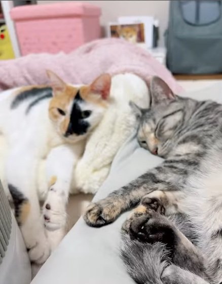 出所：@hikaitimilky