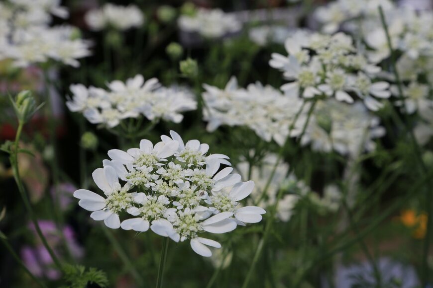 Y_Hirosan/Shutterstock.com